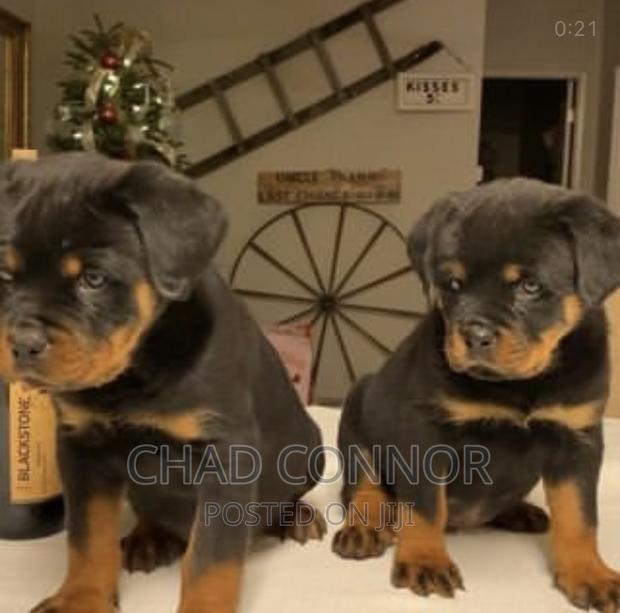 1-3 months Male Purebred Rottweiler · Photo 1