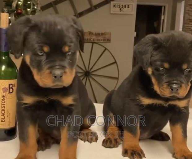 1-3 months Male Purebred Rottweiler · Photo 2