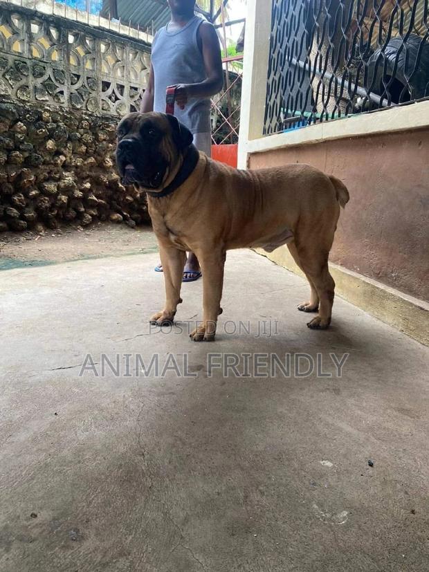 1-3 months Male Purebred Boerboel · Photo 1