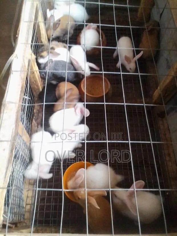 Healthy Weaners · Photo 1