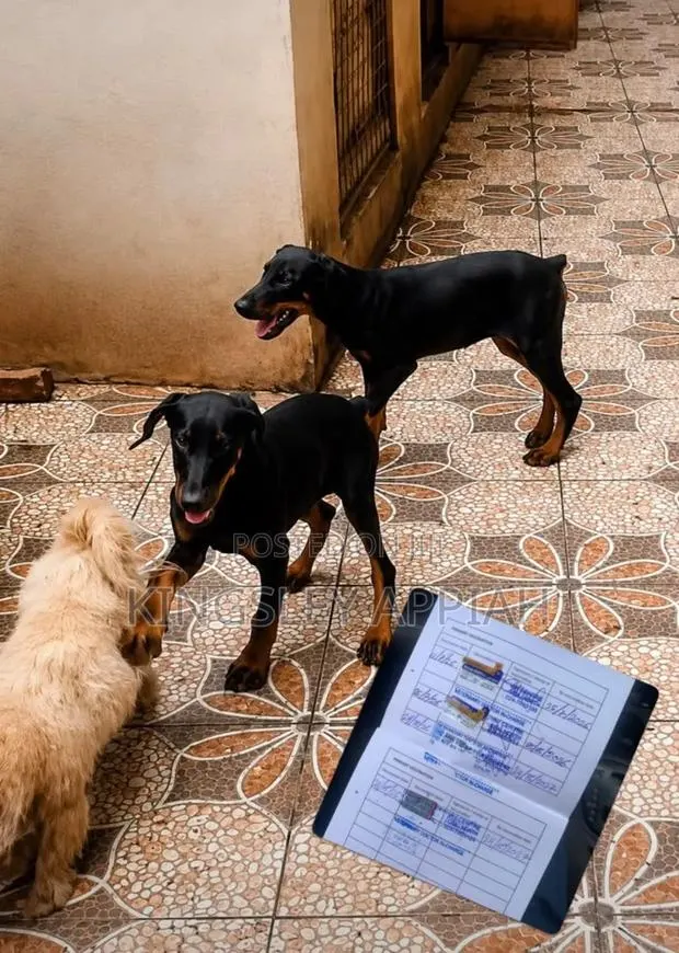 1-3 months Male Purebred Doberman Pinscher · Photo 1
