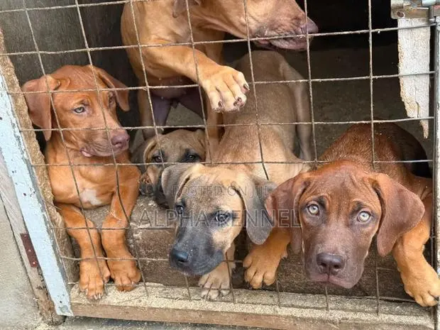 3-6 months Male Purebred Boerboel · Photo 1