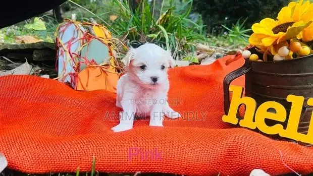 1-3 months Male Purebred Maltese · Photo 1