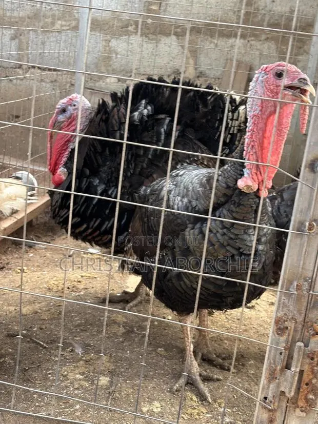 Turkey for Sale · Photo 1
