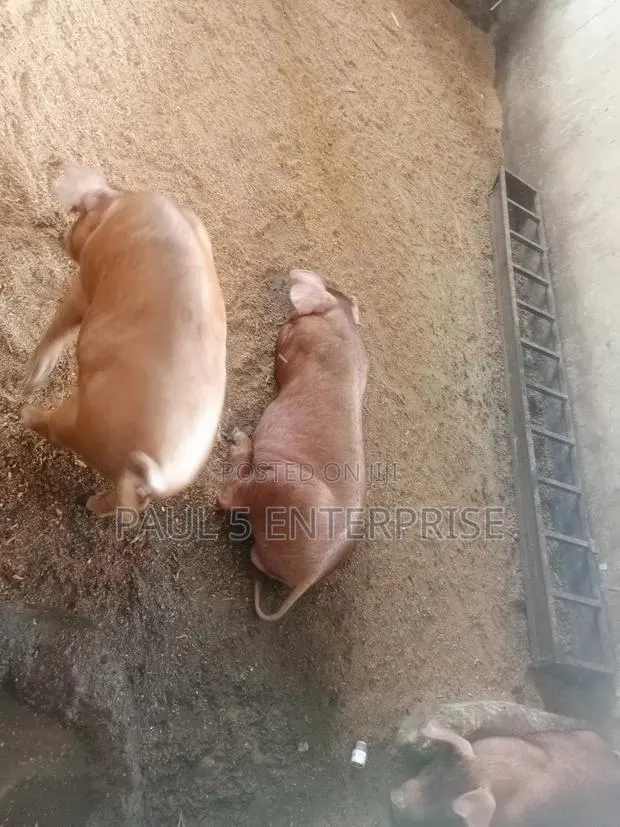 Foreign Breeds Pure Duroc Male and Female · Photo 1