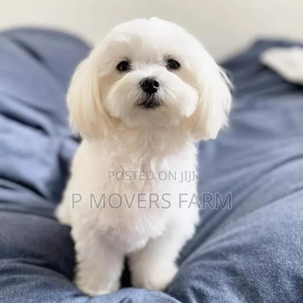 1-3 months Male Purebred Maltese · Photo 1