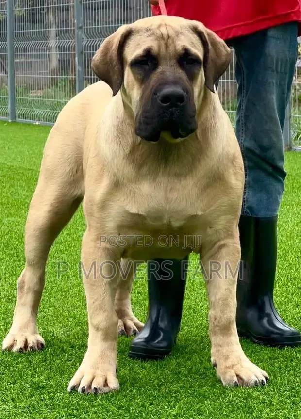1-3 months Male Purebred Boerboel · Photo 1
