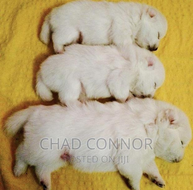 1-3 months Female Purebred Japanese Spitz · Photo 3