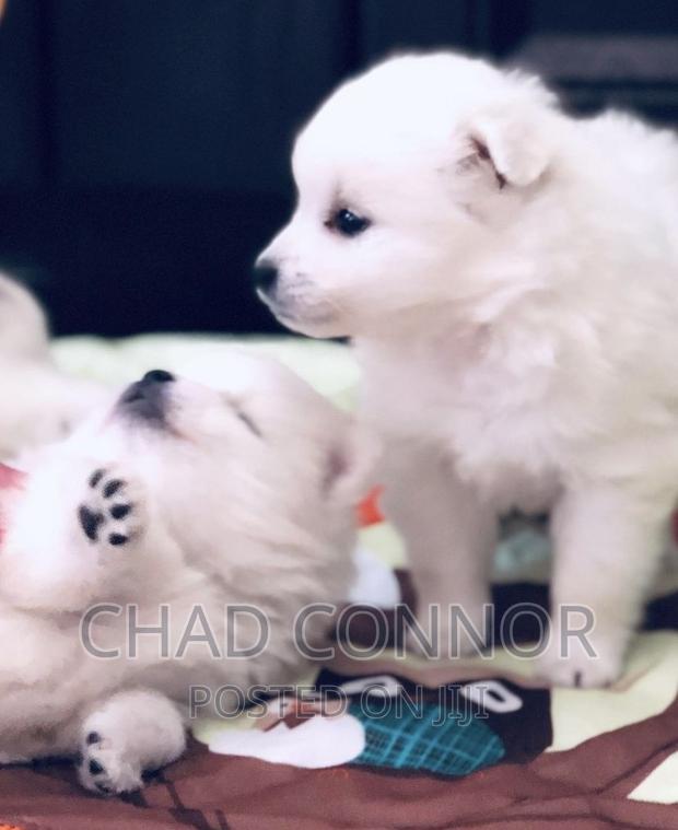 1-3 months Female Purebred Japanese Spitz · Photo 2