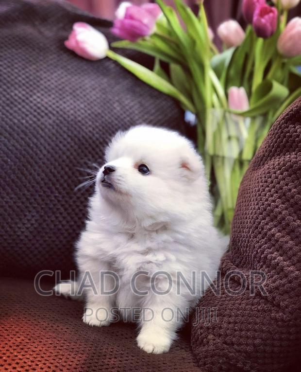 1-3 months Female Purebred Japanese Spitz · Photo 1