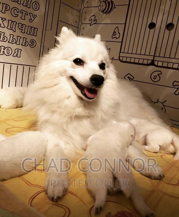 1-3 months Female Purebred Japanese Spitz · Photo 4