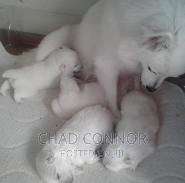 3-6 months Female Purebred American Eskimo · Photo 4