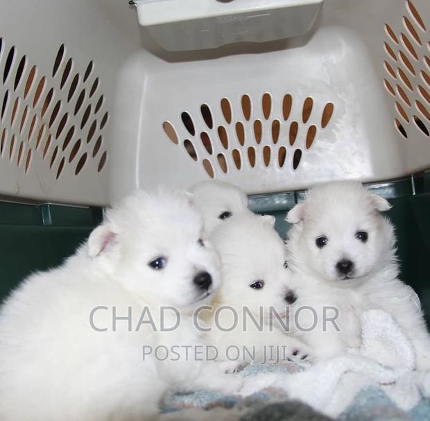 3-6 months Female Purebred American Eskimo · Photo 1