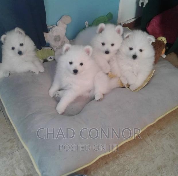 3-6 months Female Purebred American Eskimo · Photo 2