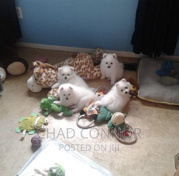 3-6 months Female Purebred American Eskimo · Photo 5