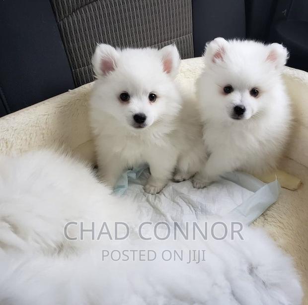 3-6 months Female Purebred American Eskimo · Photo 3