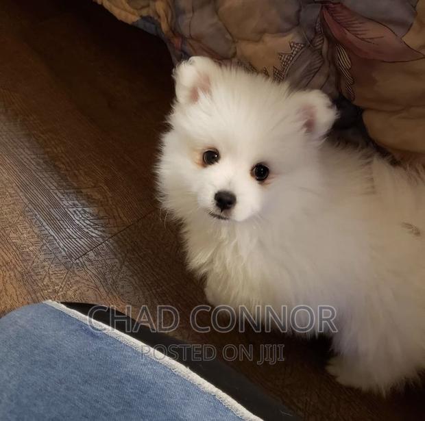 3-6 months Female Purebred American Eskimo · Photo 6