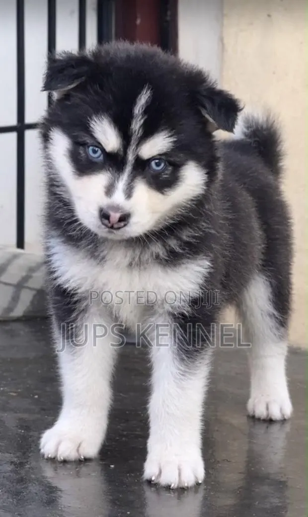 1-3 months Male Purebred Siberian Husky