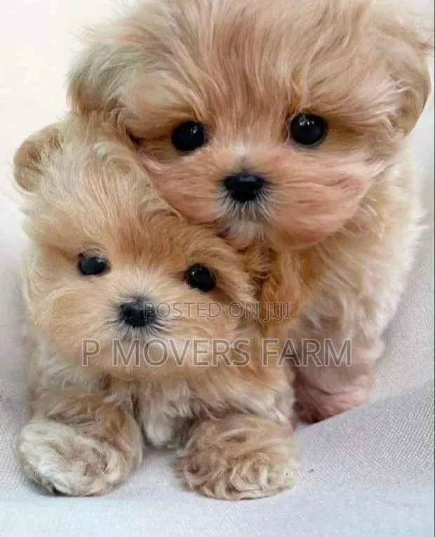 1-3 months Male Purebred Lhasa Apso · Photo 1