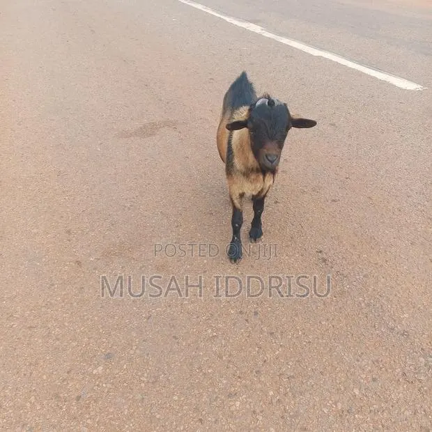 Musah Iddrisu · Photo 1