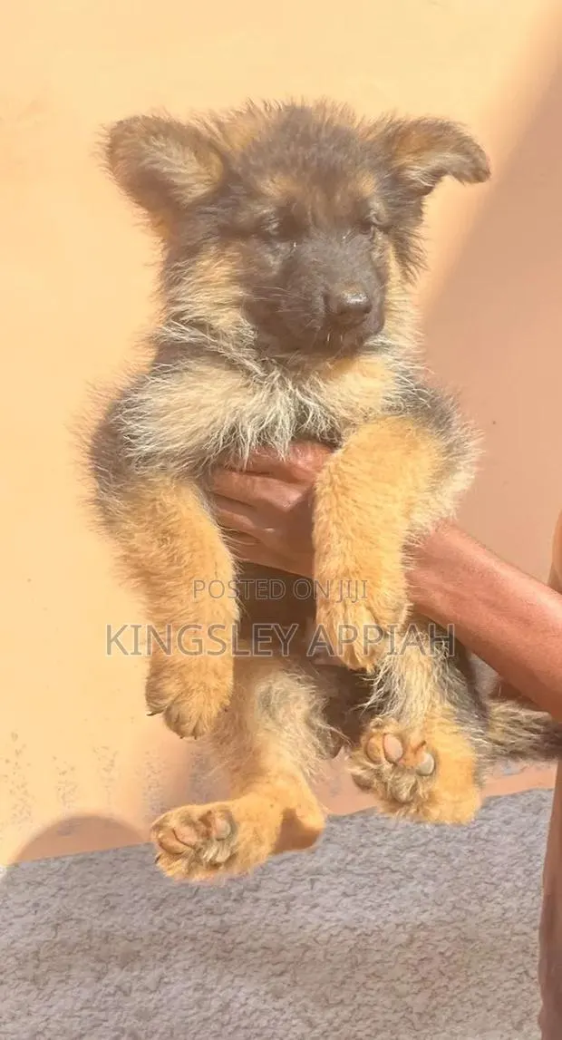 1-3 months Male Purebred German Shepherd · Photo 1
