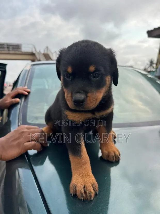 1-3 months Male Purebred Rottweiler · Photo 1