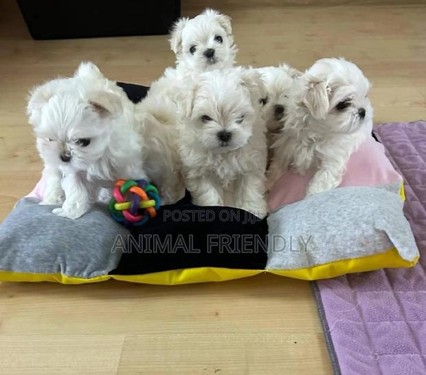 1-3 months Male Purebred Poodle · Photo 1