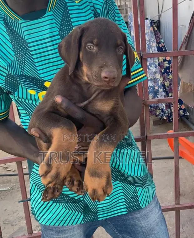 1-3 months Male Purebred Doberman Pinscher · Photo 1