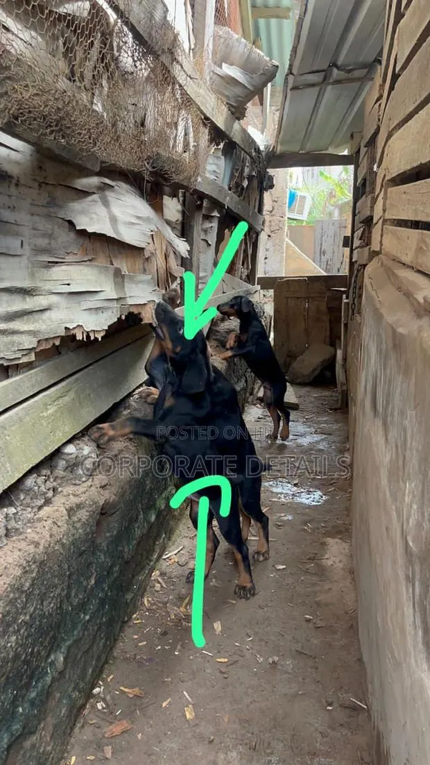 1-3 months Male Purebred Doberman Pinscher · Photo 1
