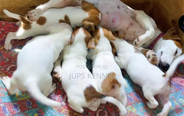 1-3 months Female Purebred Jack Russell Terrier · Photo 1