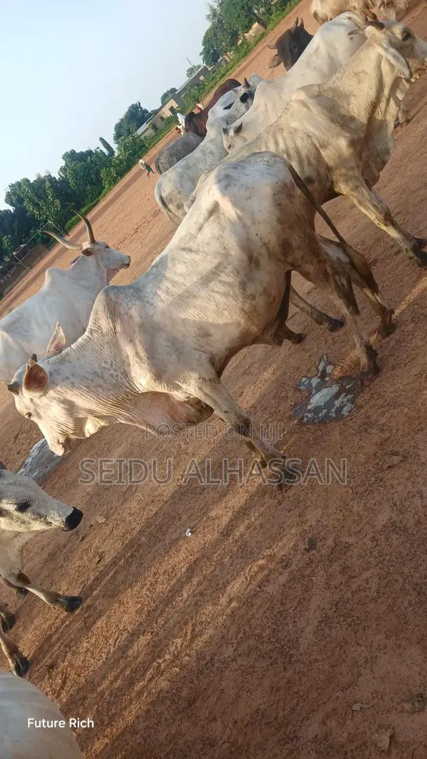 Animals Seller · Photo 1