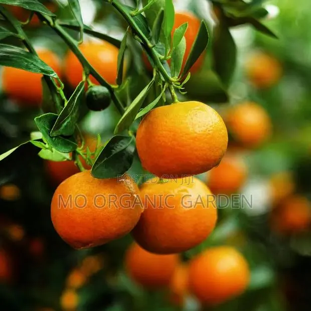 Clementine Orange Plant Seedling · Photo 2