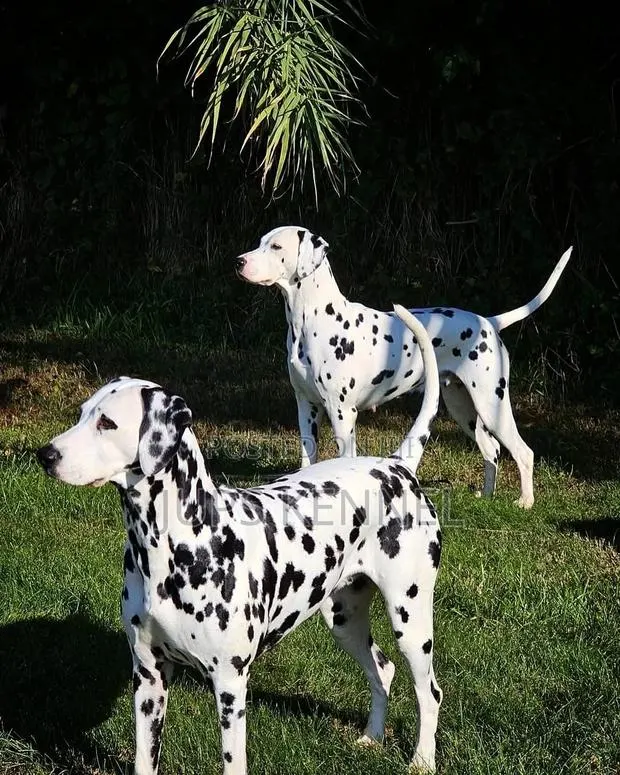 Dalmatian Male Available for Crossing/Mating/Stud Services · Photo 1