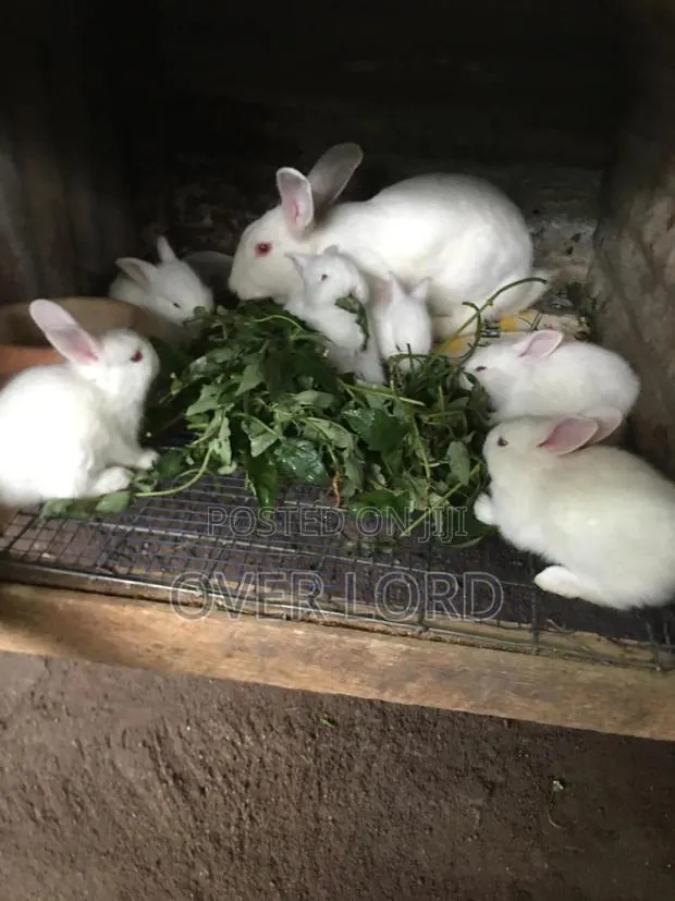 Rabbits For Sale · Photo 1