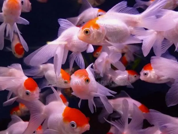 Red Carp Gold Fish · Photo 2