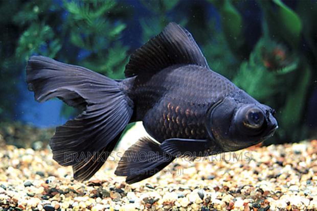 Blackmoor Gold Fish · Photo 1
