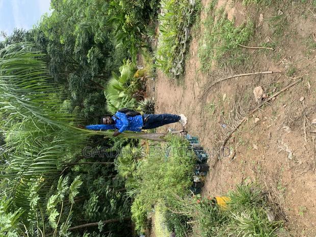 Grown Royal Palm · Photo 3