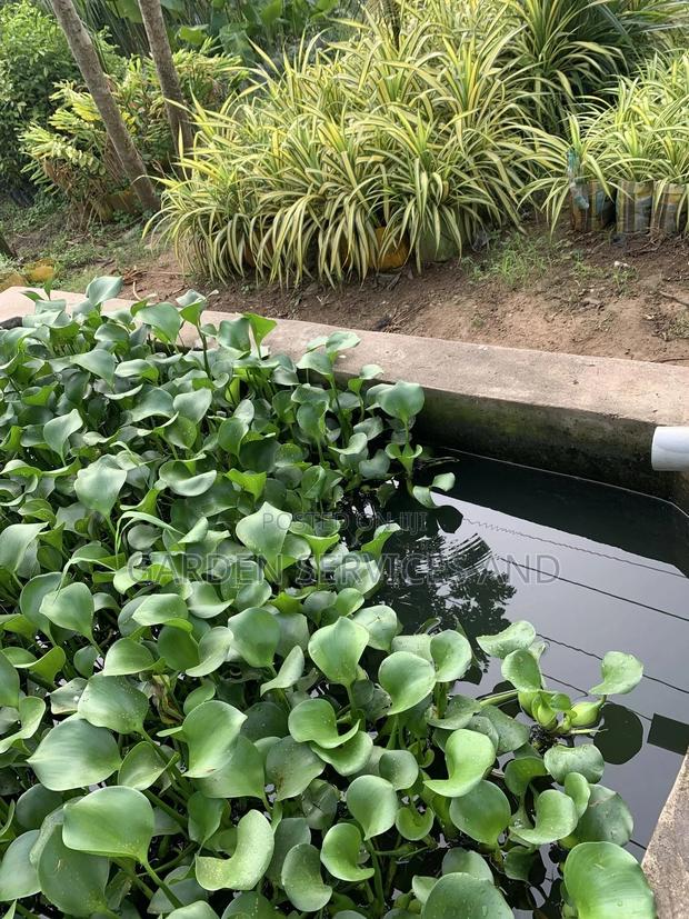 Water Plants for Sale · Photo 1
