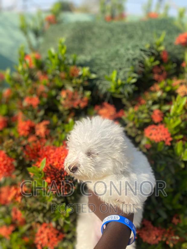 1-3 months Female Purebred Maltese · Photo 5