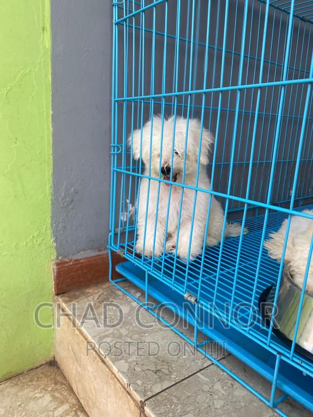 1-3 months Female Purebred Maltese · Photo 2