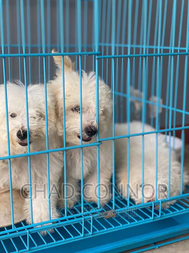 1-3 months Female Purebred Maltese · Photo 4