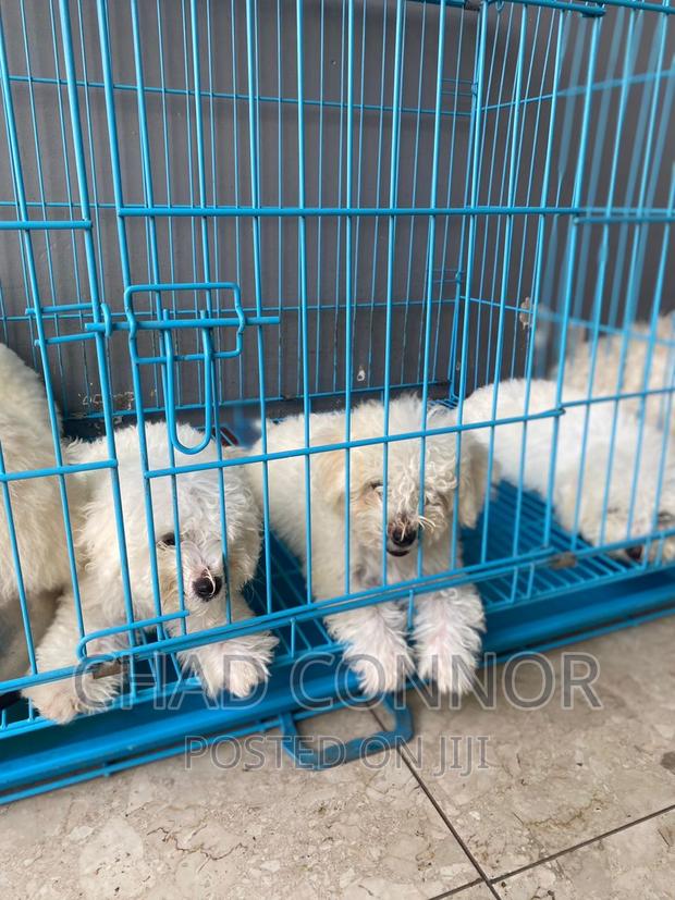 1-3 months Female Purebred Maltese · Photo 1