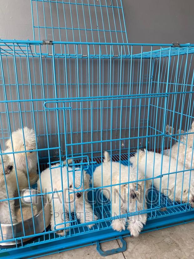 1-3 months Female Purebred Maltese · Photo 3