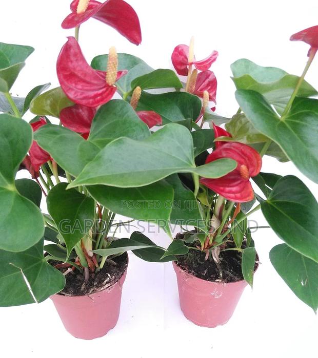 Anthurium for Sale · Photo 1
