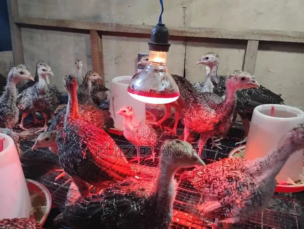 Turkey Poults for Sale · Photo 2