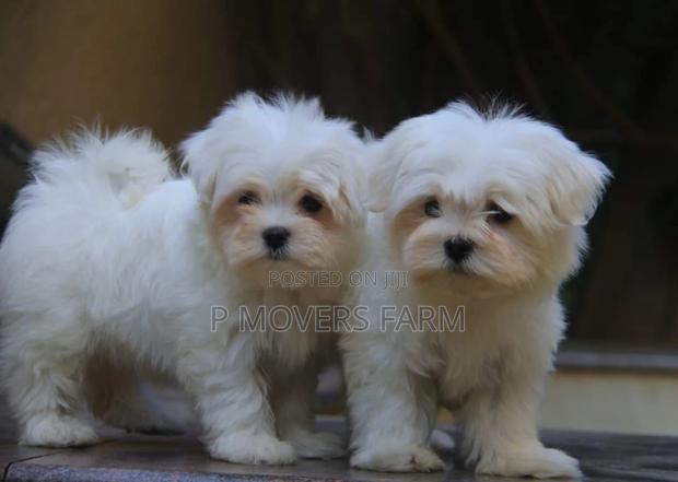 1-3 months Male Purebred Poodle · Photo 1