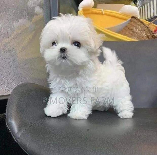 1-3 months Female Purebred Maltese · Photo 1