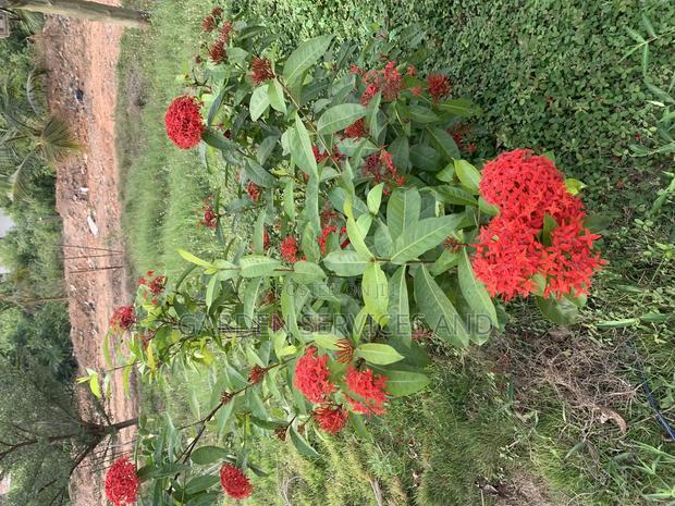 Shrubs for Sale · Photo 1