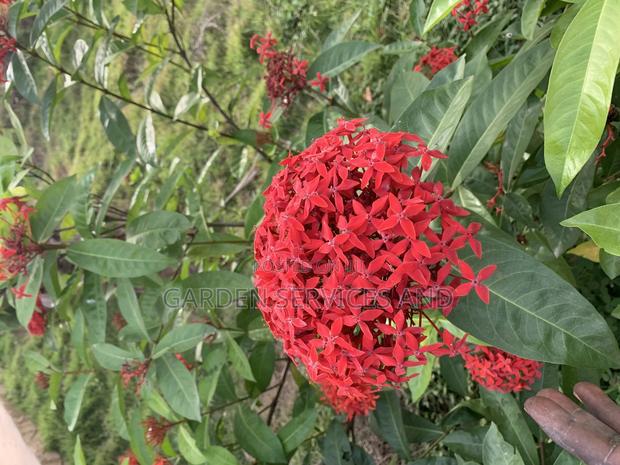 Shrubs for Sale · Photo 4