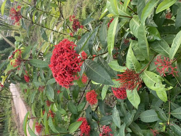 Shrubs for Sale · Photo 3